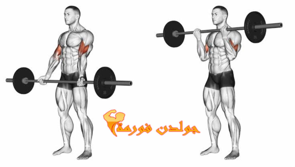 تمرين بايسيبس بالبار - Biceps Barbbell Curls نظام برو سبليت 