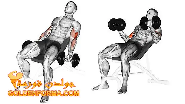 تمرين تبادل بالدمبلز باستخدام بنش مائل – DUMBBELL INCLINE BICEPS CURL