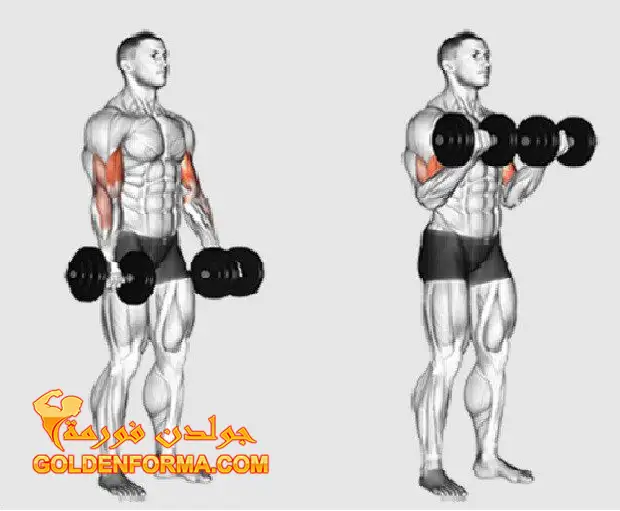 تمرين تبادل بالدمبلز – Dumbbell Biceps curl