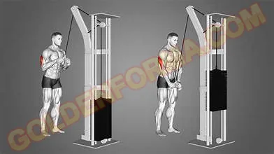 تمرين تراي باستخدام قبضة  Tticeps pushdown V grip - V  جدول تمارين Upper Lower