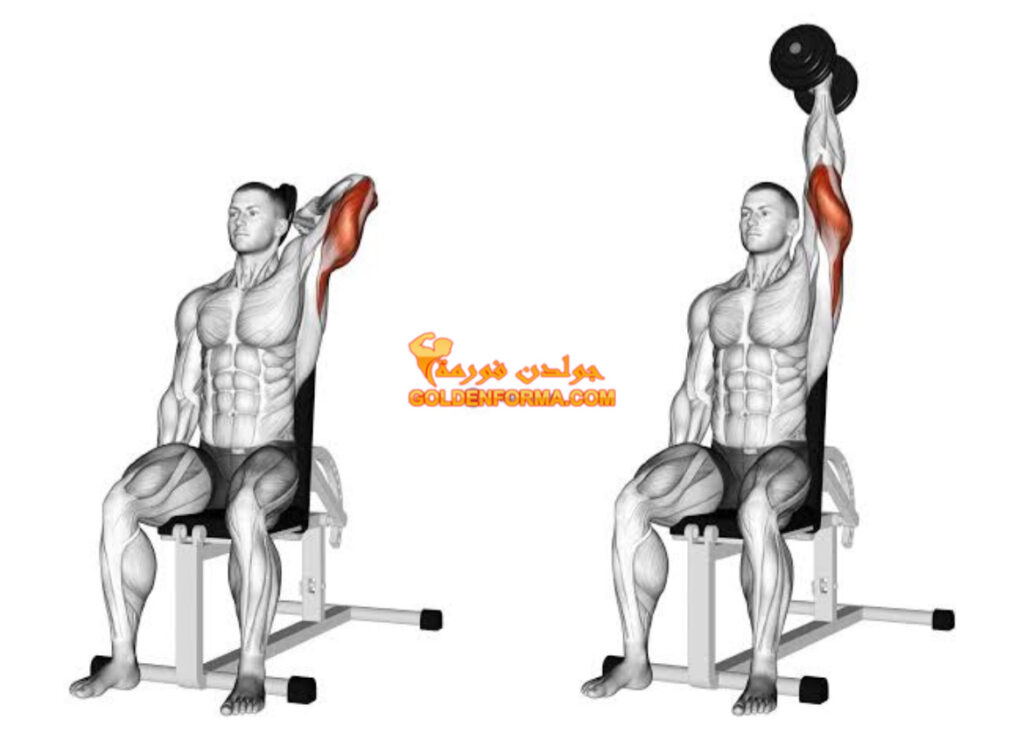 تمرين ترايسيبس دامبل فرنساوي فردي - Dumbbell One Arm Triceps Extention نظام برو سبليت 