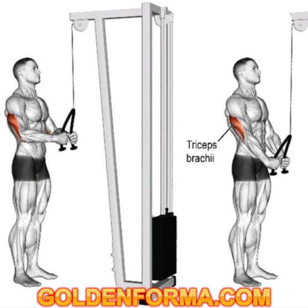 تمرين ترايسيبس دفع بالحبل - Triceps Rope Extention نظام برو سبليت 