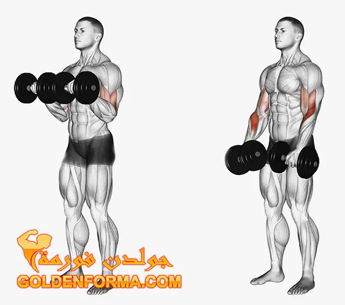 تمرين دامبلز تبادل معكوس - DUMBBELL REVERSE BICEPS CURL