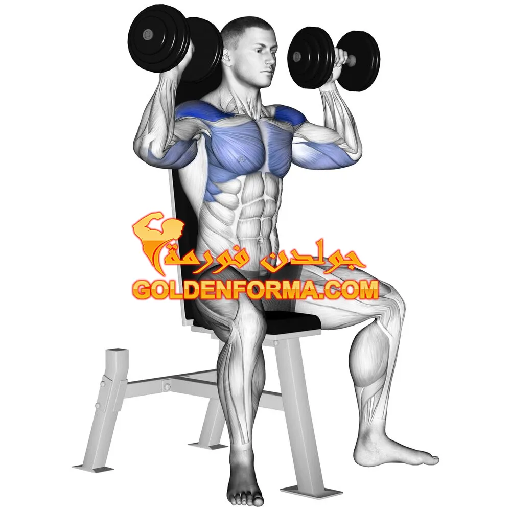 تمرين دمبل شولدر بريس بوضعية الجلوس dB Seated Shoulder Press تمرينة كتف كاملة