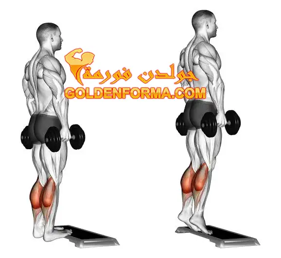 1 - تمرين رفع الساق - Calf raises