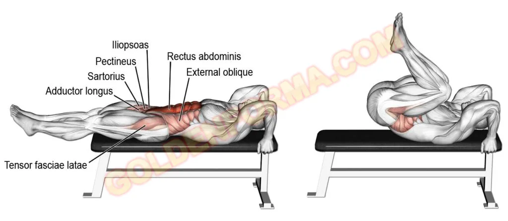 تمرين عضلات البطن رفرفة بوزن الرجل نائم - Leg raises  جدول تمارين Upper Lower