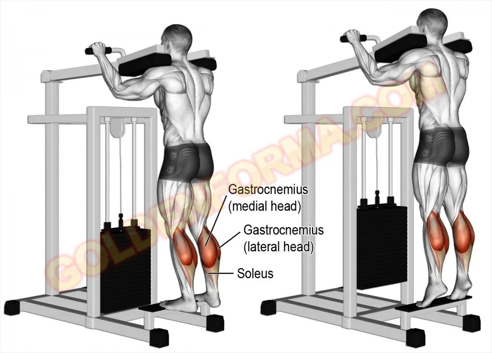 تمرين عضلة السمانة على الجهاز واقف - Standing machine Calf raise  جدول تمارين Upper Lower