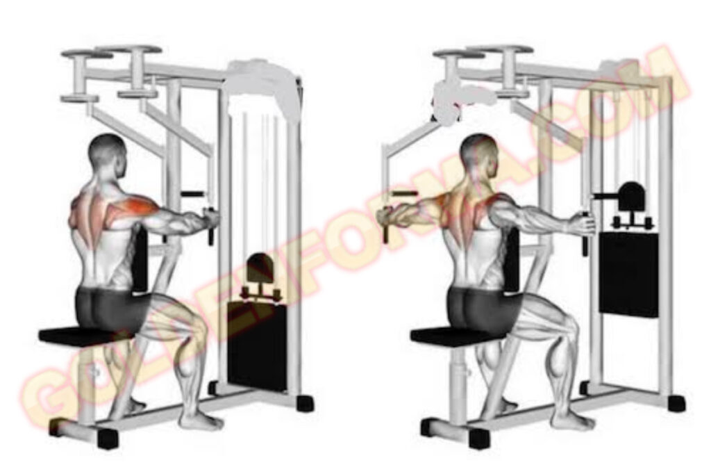  تمرين فراشة خلفي - Rear Deltoid Fly نظام برو سبليت 