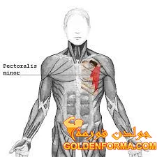 عضلة الصدر الصغرى Pectoralis Minor