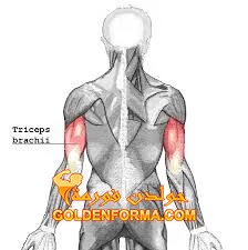 عضلة العضد ثلاثية الرؤوس Triceps Brachii