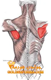 عضلة الكتف فوق الشوكة Supraspinatus