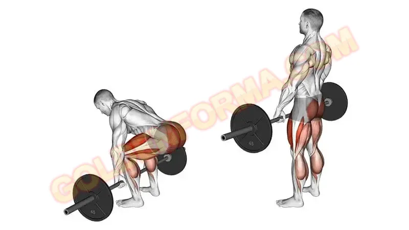 1 .  تمرين الرفعة المميتة - Deadlift  تمارين القطنية