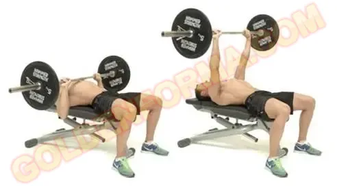 1 . تمرين بار مسطح - bench press    تمرين البنش والباي