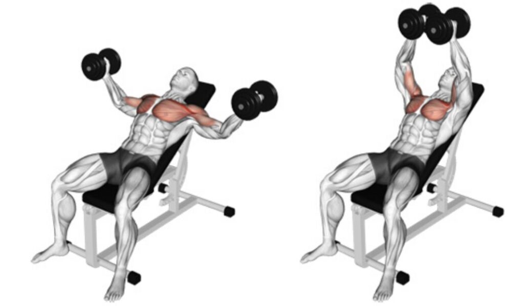 Incline Dumbbells Flyes تمارين الصدر بالدمبل