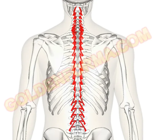 العضلات المستعرضة النخاعية - Transversospinalis Muscles