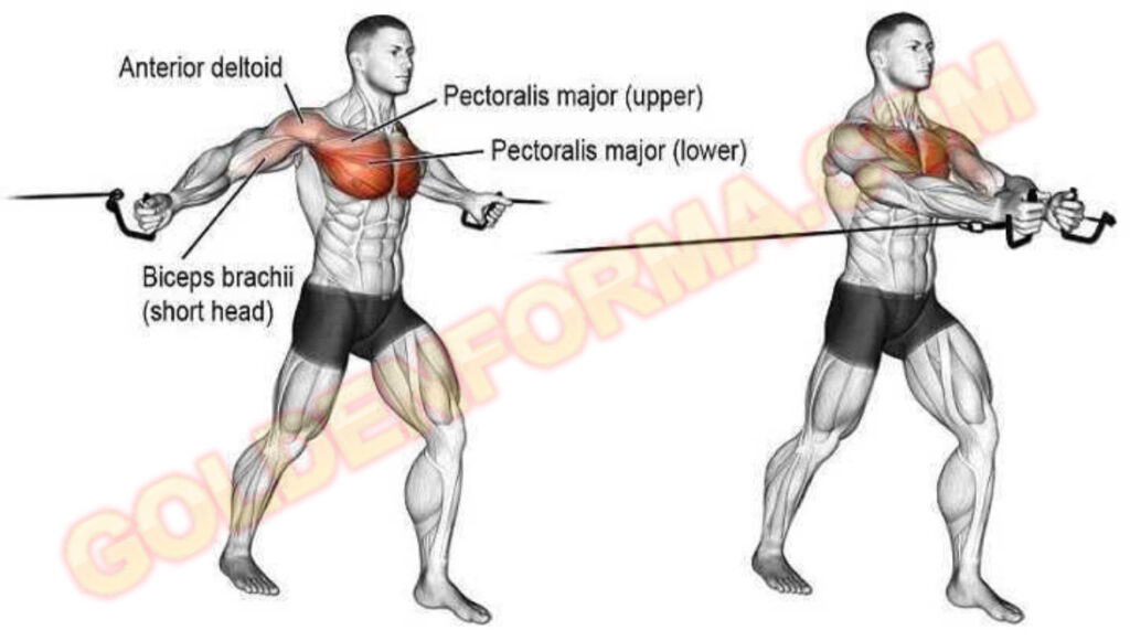 تمرين التفتيح على الكيبل مستوي - Chest Cable Cross جدول تمارين Push Pull Legs