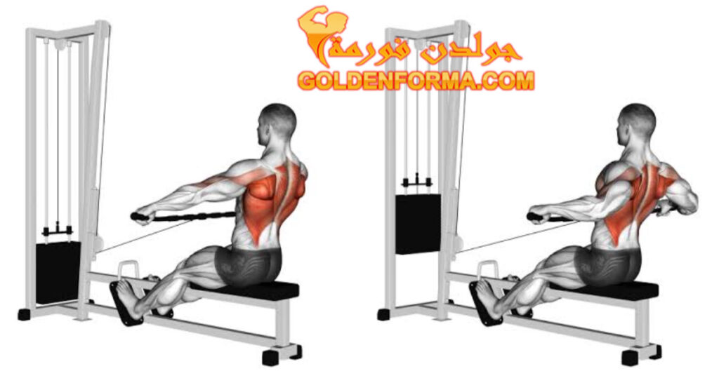 تمرين السحب الامامي على الكيبل قبضة واسعة - Wide Grip Cable Seated Row جدول تمارين push pull legs