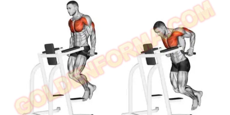 تمرين الصدر السفلي المتوازي – Dips Machine (Chest) جدول تمارين push pull legs