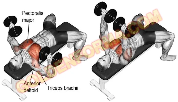 تمرين الصدر بالدامبل – Dumbbell Flat Chest Press جدول تمارين Push Pull Legs