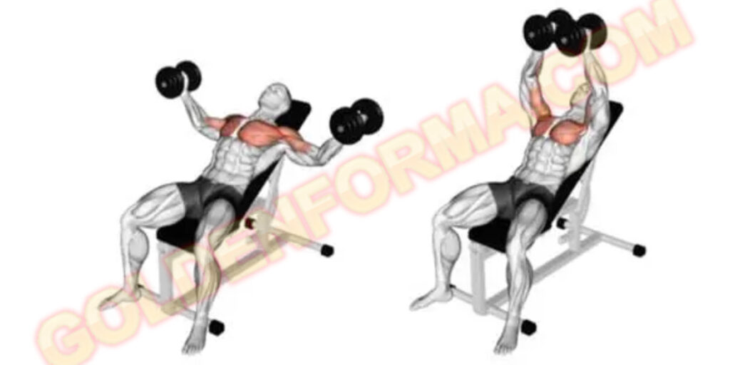 تمرين التفتيح على الكرسي العالى - Incline dumbbell fly تمرينة بنش كاملة