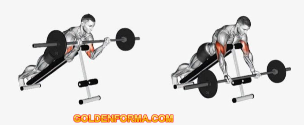 تمرين بايسيبس للرأس الطويلة بالبار - Biceps Spider curls Barbell جدول تمارين push pull legs