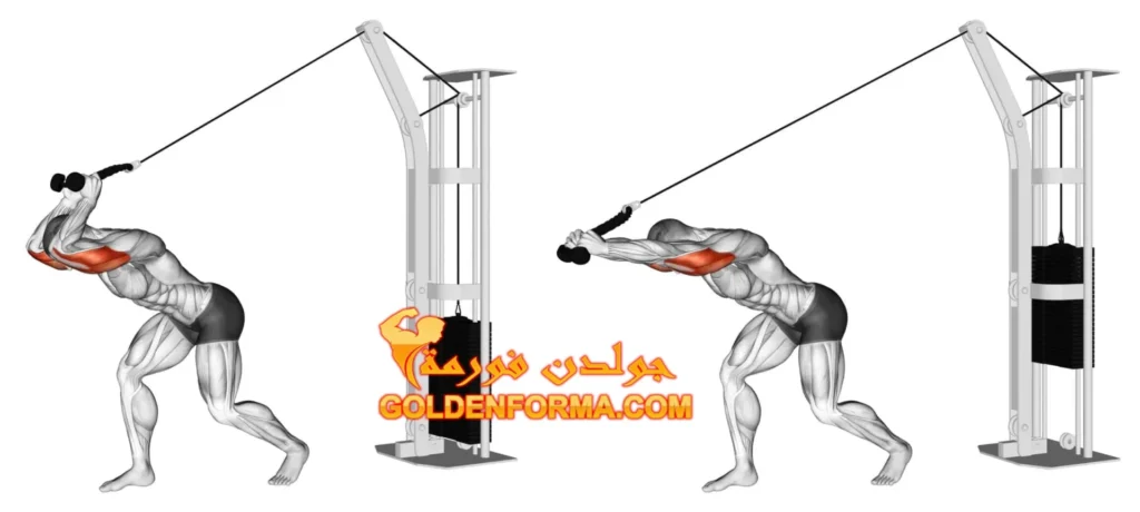 تمرين تراسيبس الرأس الطويلة على الكبل - Triceps Pull Over Cable - نظام برو سبليت 