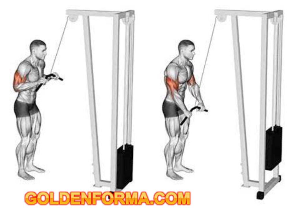 تمرين ترايسيبس دفع بالمسطرة - Triceps Cable Pushdown جدول تمارين Push Pull Legs