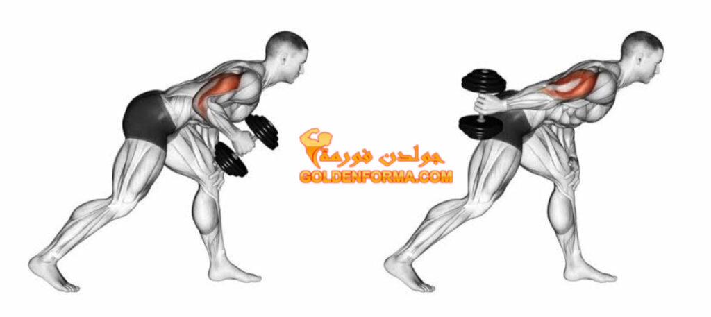 تمرين ترايسيبس رفص للخلف بالدامبل - Triceps Kickback Dumbbell جدول تمارين Push Pull Legs