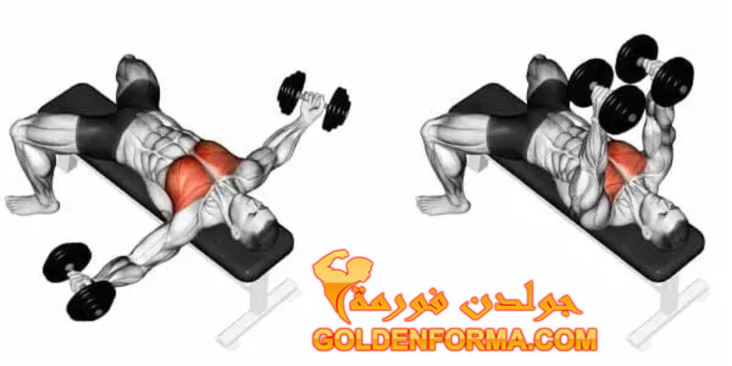 تمرين التفتيح بالدمبل - Dumbbell fly تمرينة بنش كاملة