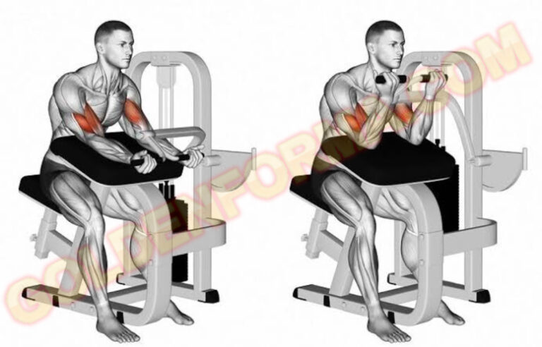 جدول تمارين اسبوعي  تمرين بايسيبس على الدكة – Preacher Curls Machine Biceps