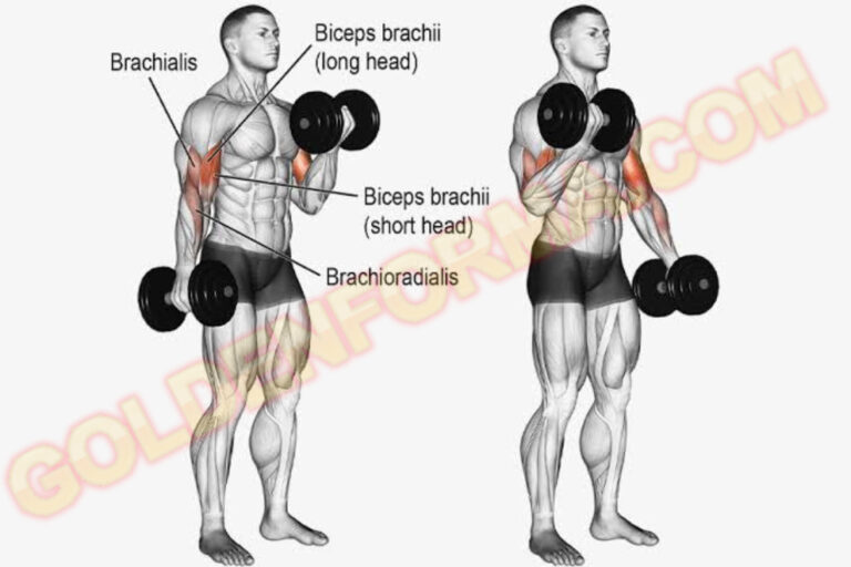 جدول تمارين اسبوعي تمرين بايسيبس تبادل بالدامبل – Alternating Dumbbell Curls