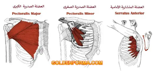 ما هو أبسط تشريح لعضلات الصدر؟ تمارين الصدر بالدمبل