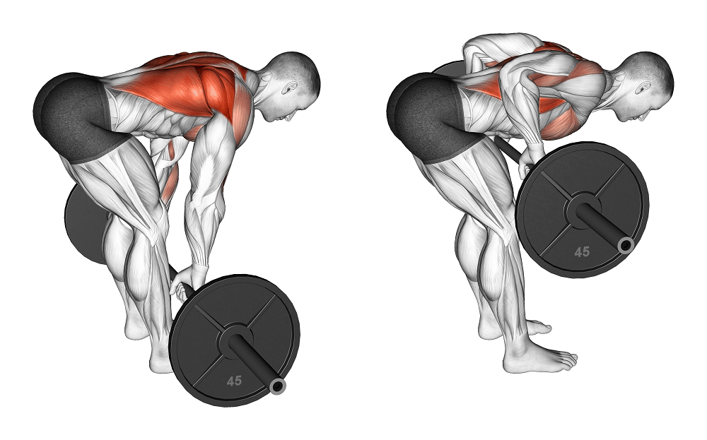 BARBELL BENT OVER التجديف بالبار جدول تمرين العضلة مرتين في الاسبوع