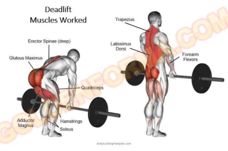 جدول تنشيف للمبتدئين تمرين الديد ليفت بالبار – Barbell Deadlift