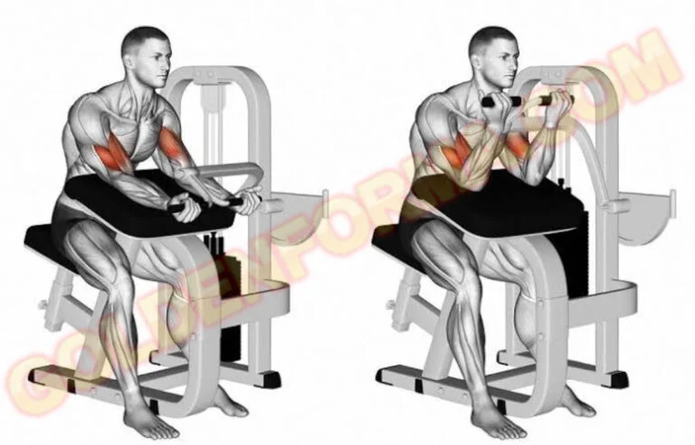 جدول تنشيف للمبتدئين تمرين بايسيبس على الدكة – Preacher Curls Machine Biceps