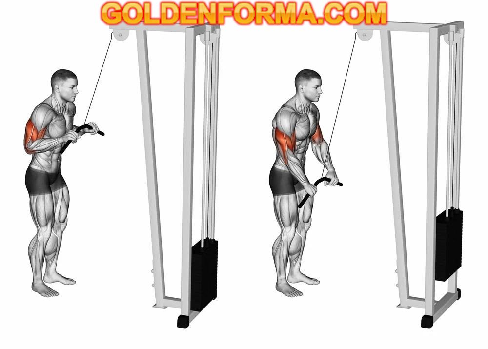 جدول تمارين كمال الاجسام 5 ايام الضغط بالمسطرة على الكيبل - Cable Tricep Pushdown Bar