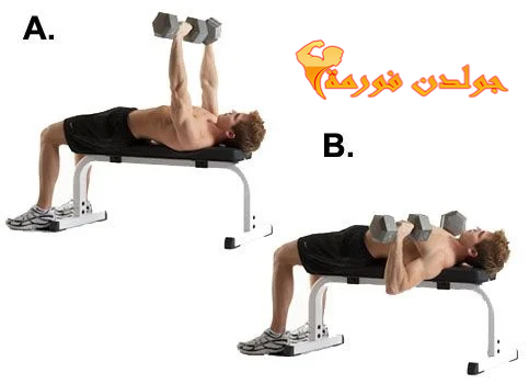 تمرين الدفع بالدامبل للصدر - Flat Dumbbell Chest Press جدول تمارين مقاومة للمبتدئين