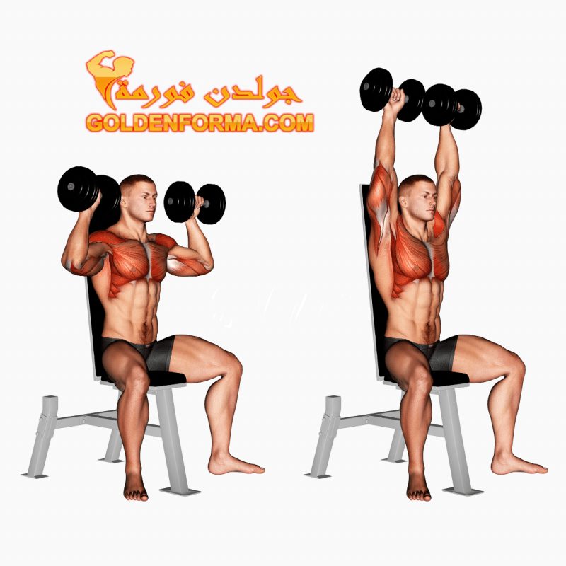 تمرين الدفع بالدامبل للكتف الامامي - Dumbbell Shoulder Press جدول تمارين مقاومة للمبتدئين