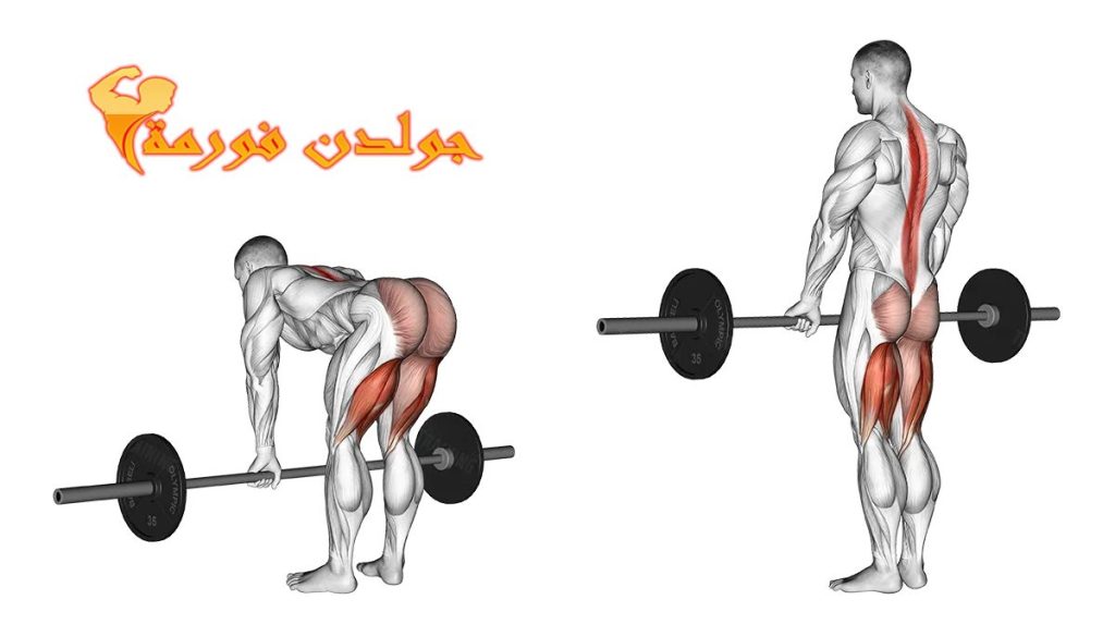 تمرين الديد ليفت على الطريقة الرومانية - Romanian Dead Lift جدول تمارين مقاومة للمبتدئين