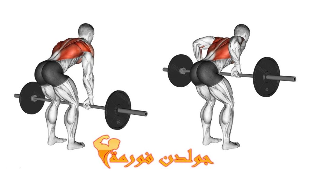 تمرين السحب بالبار - Barbell Rows جدول تمارين مقاومة للمبتدئين