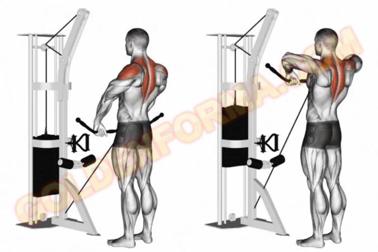 تمرين السحب للكتف الجانبي - Cable Upright Rows جدول تمارين مقاومة للمبتدئين