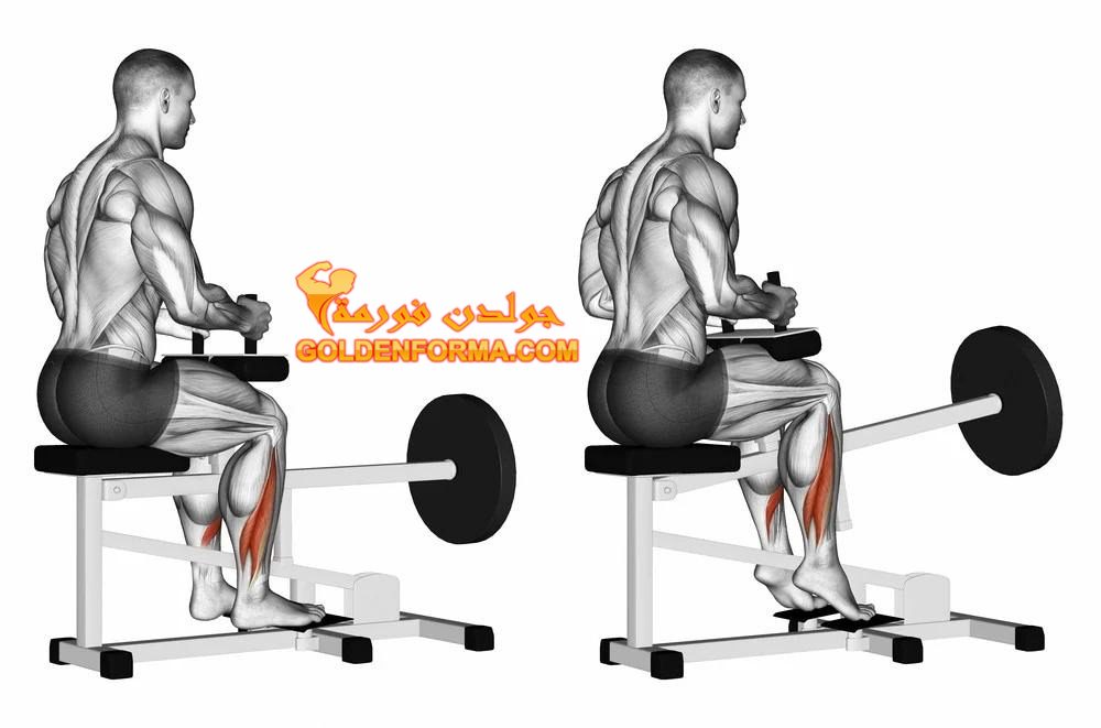 تمرين السمانة على الجهاز جالس - Seated Calf Raises جدول تمارين مقاومة للمبتدئين