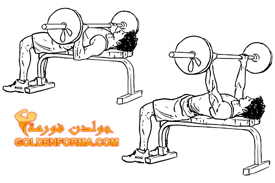 تمرين الضغط بالبار لعضلات الصدر - Barbell Flat Chest Press جدول تمارين مقاومة للمبتدئين