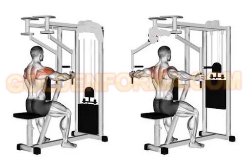 تمرين الفراشة خلفي - Rear Delt Fly Machine جدول تمارين مقاومة للمبتدئين