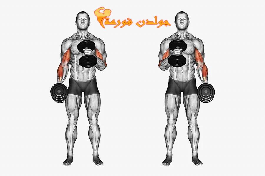 تمرين المطرقة للبايسيبس - Biceps Dumbbell Hammer Curls جدول تمارين مقاومة للمبتدئين