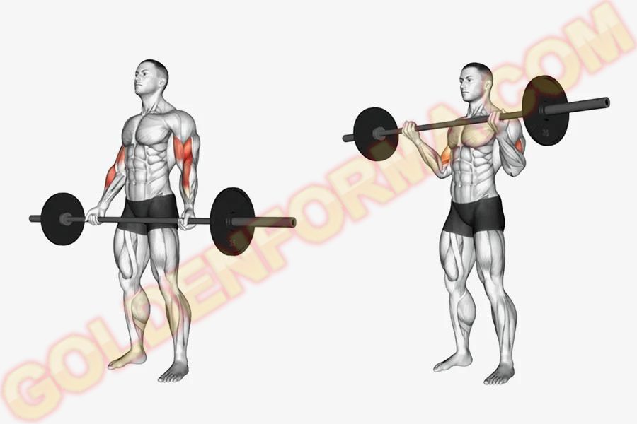 جدول تمارين كمال الاجسام 5 ايام تمرين عضلات البايسيبس بالبار - Barbell Bicep Curls