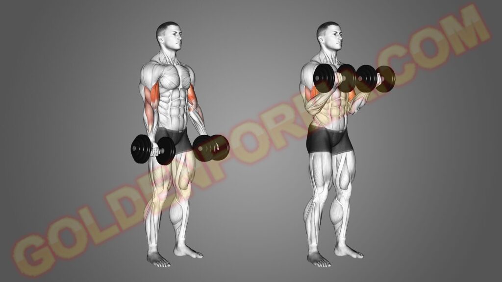 جدول تمارين في البيت تمرين عضلات البايسيبس بالدامبل – Biceps Dumbbell Curls