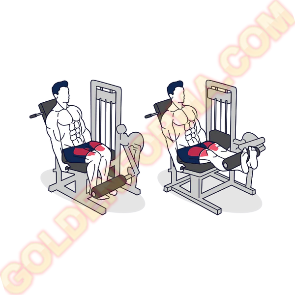 تمرين عضلات الرجل الامامية على الجهاز - Leg Extension Machine جدول تمارين مقاومة للمبتدئين