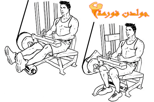 تمرين عضلات الرجل الخلفية على الجهاز جالس - Seated Leg Curls جدول تمارين مقاومة للمبتدئين