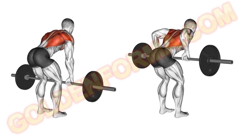 جدول تمارين كمال الاجسام 5 ايام  سحب الظهر بالبار - Barbell Rows